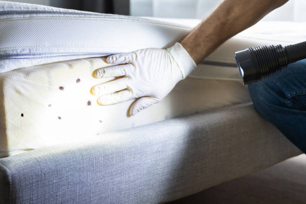 Best Local Pest Control Services  in Cloverdale, VA