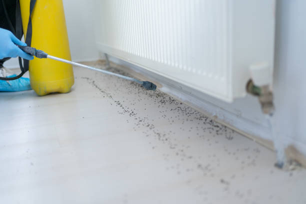Best Termite Control Services  in Cloverdale, VA